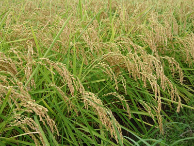 こだわりの米作り写真